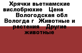 Хрячки вьетнамские вислобрюхие › Цена ­ 3 000 - Вологодская обл., Вологда г. Животные и растения » Другие животные   . Вологодская обл.,Вологда г.